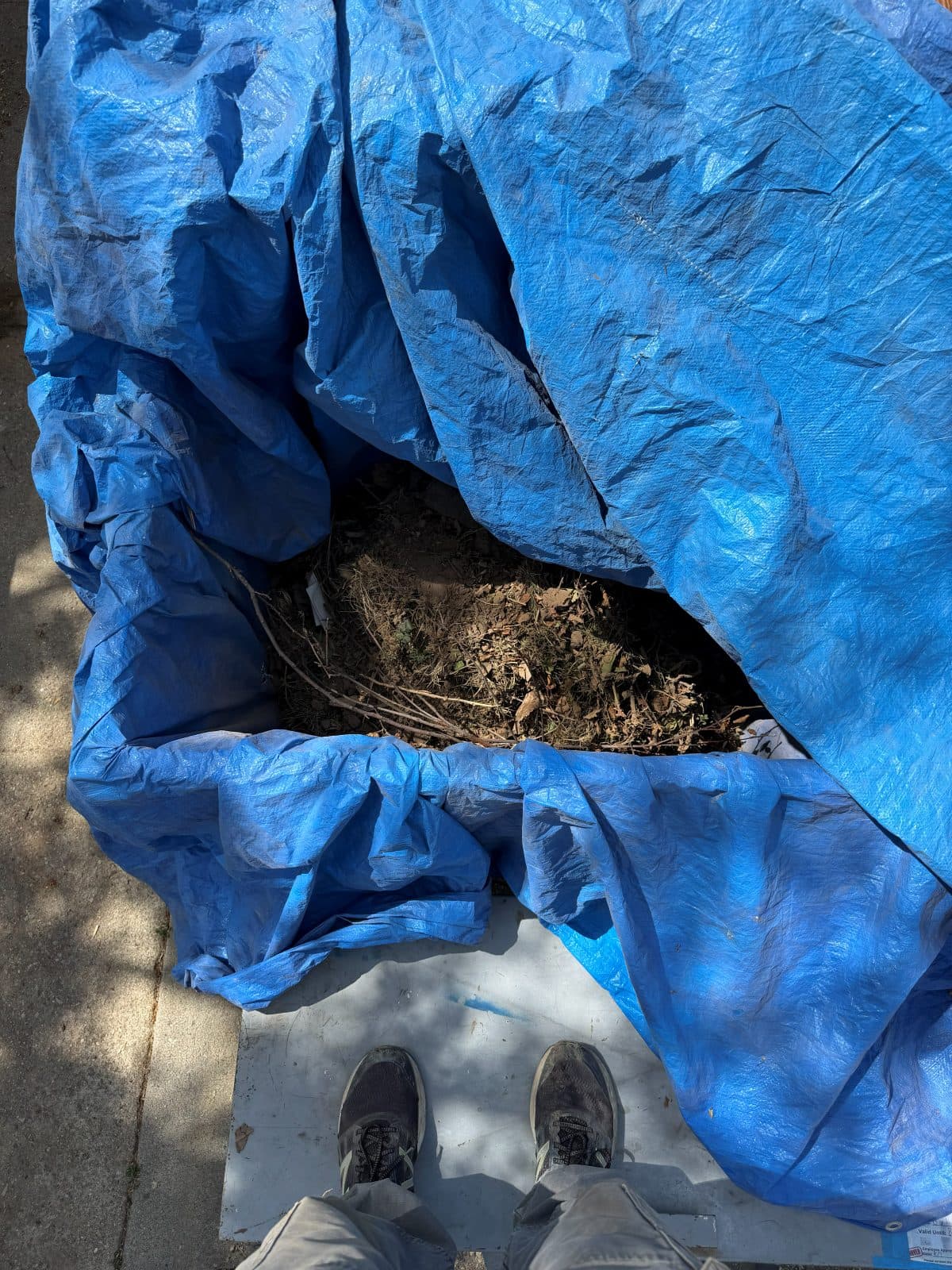 Tarp pulled back from a load of yard debris — branches, dried leaves, and soil — on a driveway